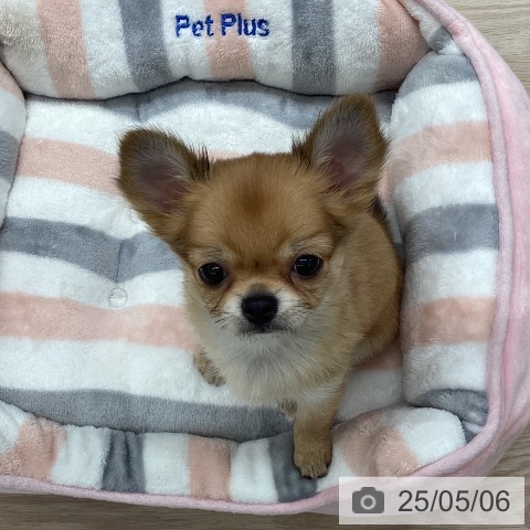 チワワの写真