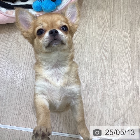 チワワの写真