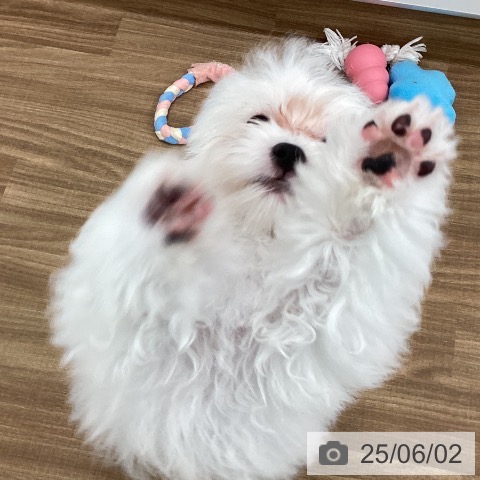 マルチーズの写真