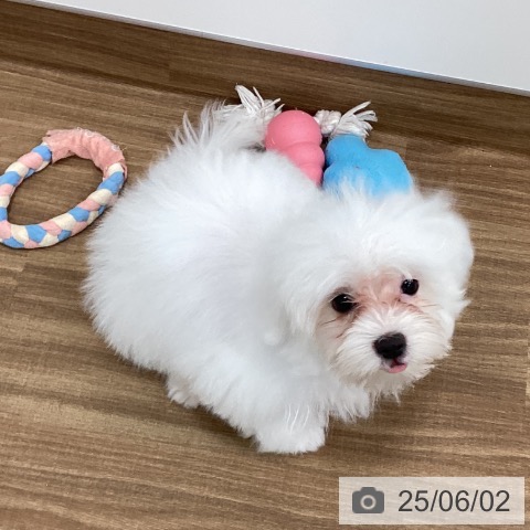 マルチーズの写真