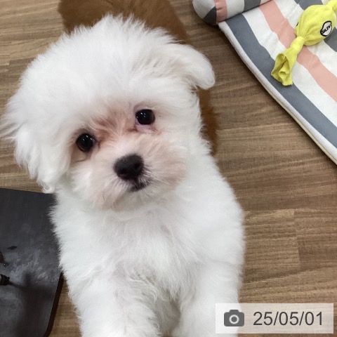 マルチーズの写真
