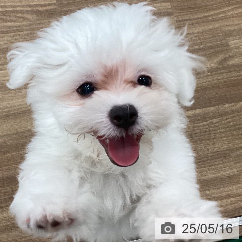 マルチーズの写真