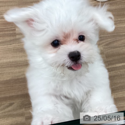 マルチーズの写真