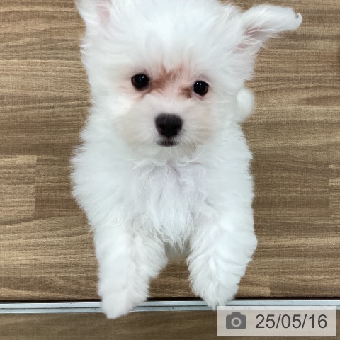 マルチーズの写真