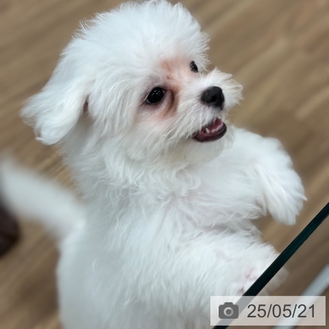 マルチーズの写真