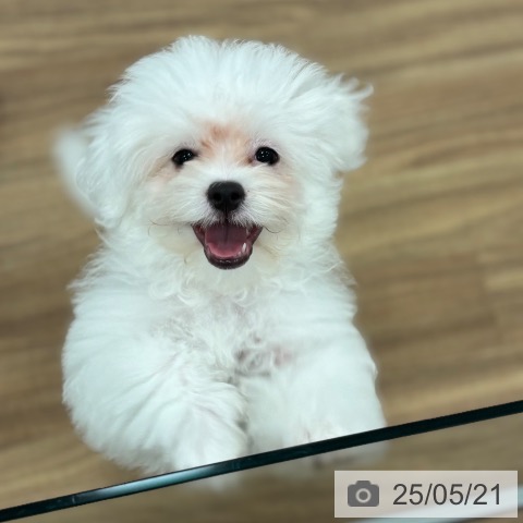 マルチーズの写真
