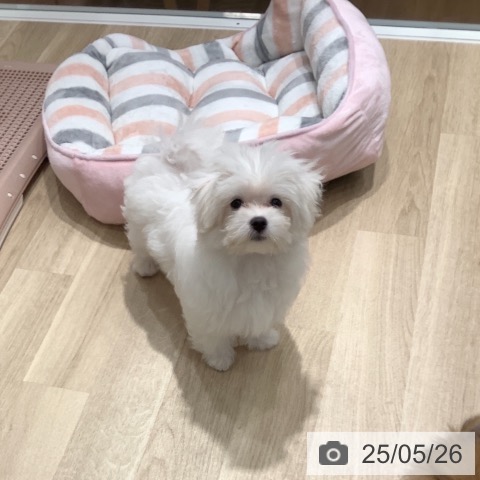マルチーズの写真