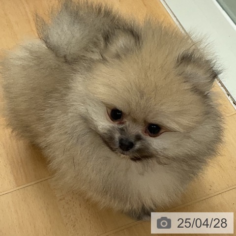 ポメラニアンの写真