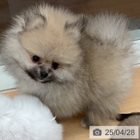 ポメラニアンの写真