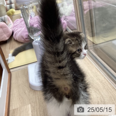 スコティッシュフォールドの写真
