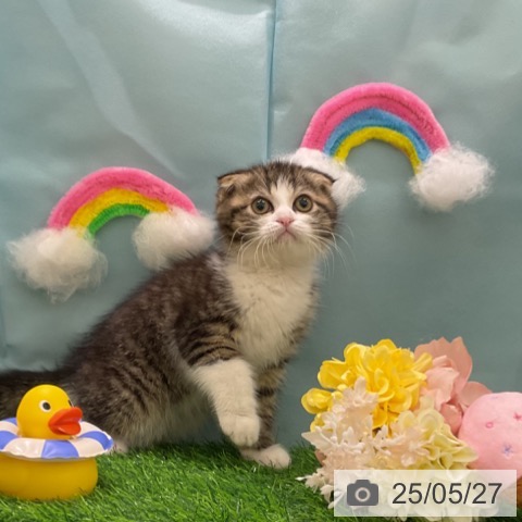スコティッシュフォールドの写真