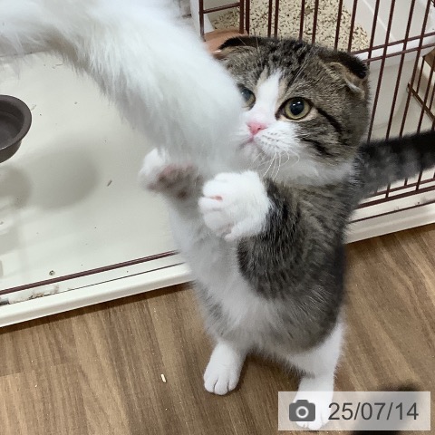 スコティッシュフォールドの写真