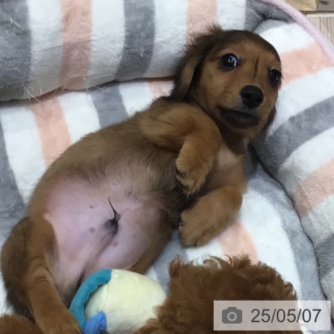 カニーンヘン・ダックスフンドの写真