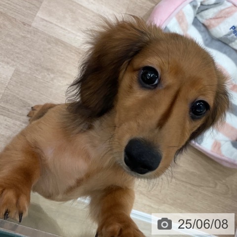 カニーンヘン・ダックスフンドの写真
