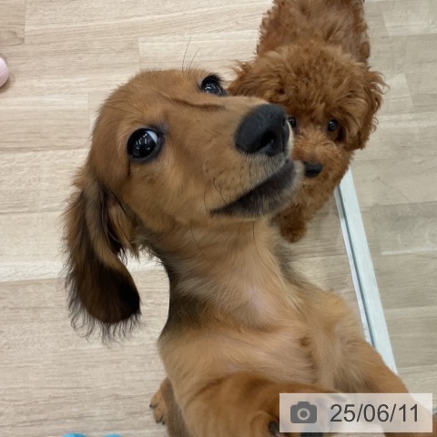 カニーンヘン・ダックスフンドの写真