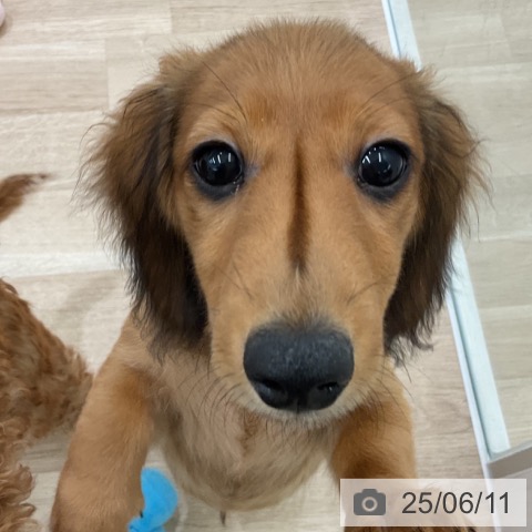 カニーンヘン・ダックスフンドの写真