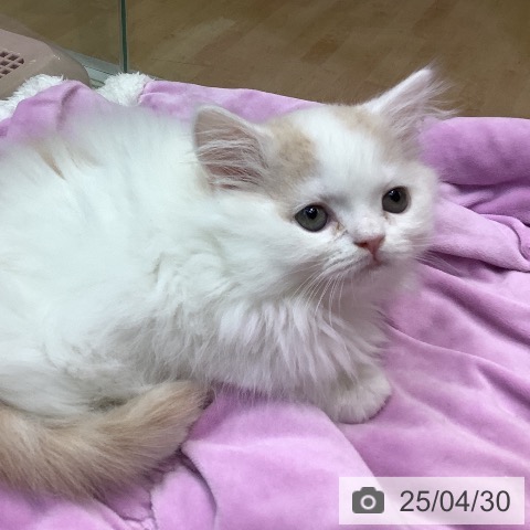 マンチカンの写真