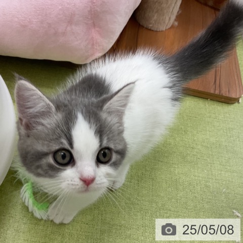 スコティッシュフォールドの写真