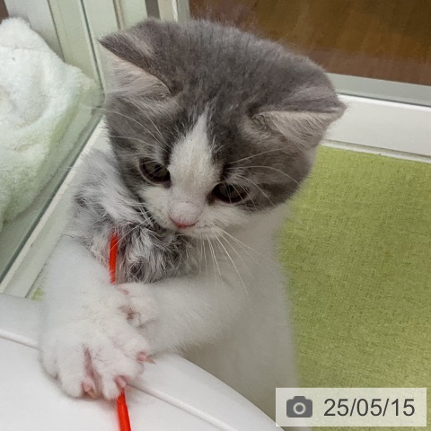 スコティッシュフォールドの写真