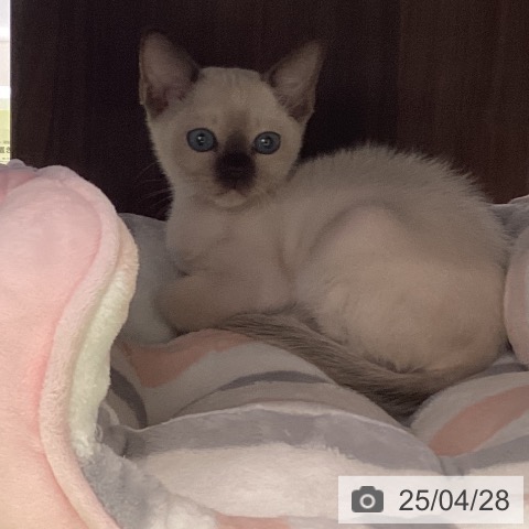 トンキニーズの写真