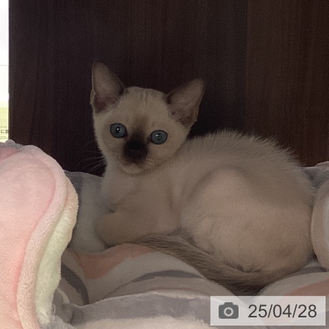 トンキニーズの写真