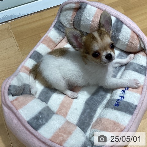 チワワの写真