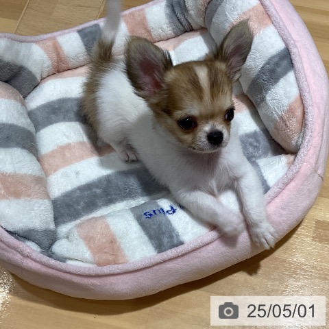 チワワの写真