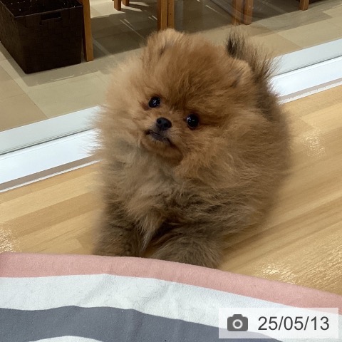 ポメラニアンの写真