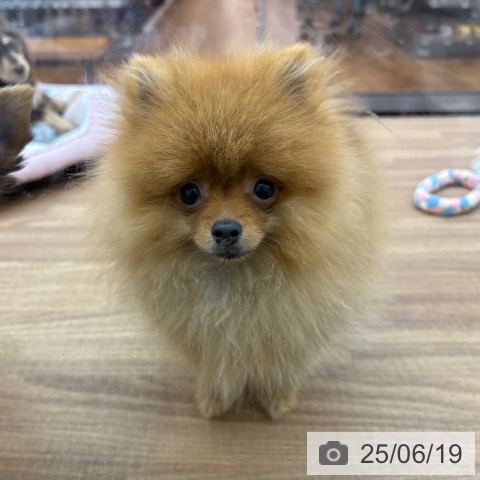 ポメラニアンの写真