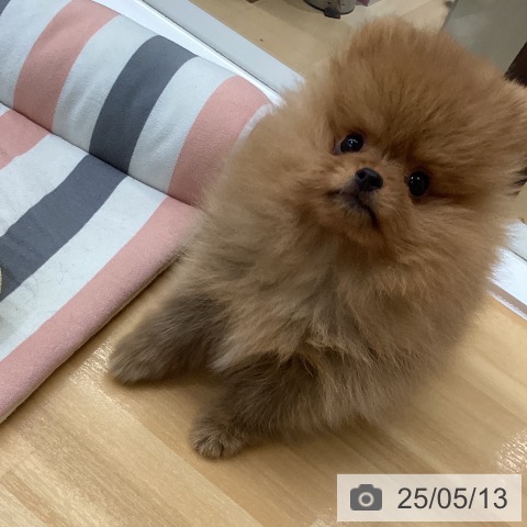 ポメラニアンの写真
