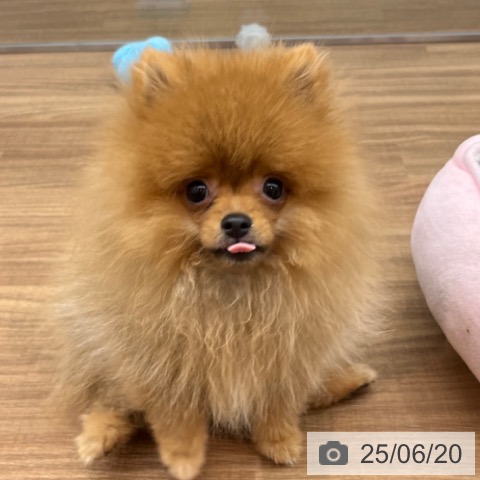 ポメラニアンの写真