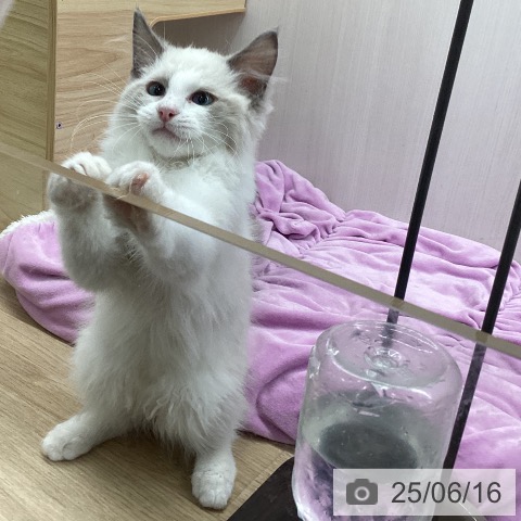 ラグドールの写真