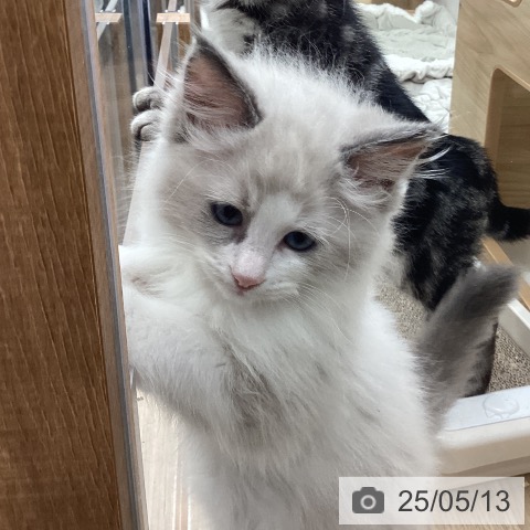 ラグドールの写真