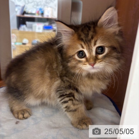 サイベリアンの写真