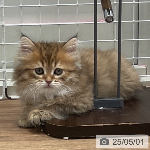 サイベリアンの写真