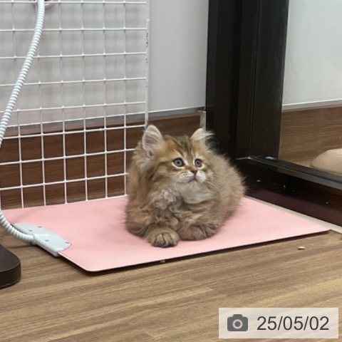 サイベリアンの写真