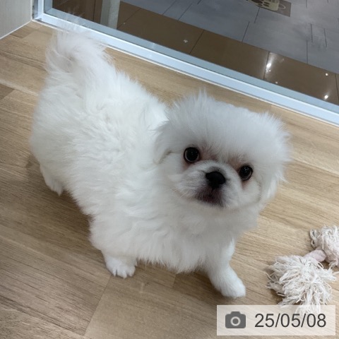 ペキニーズの写真