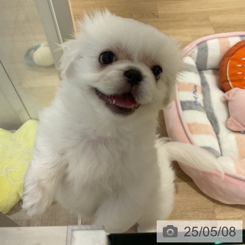 ペキニーズの写真
