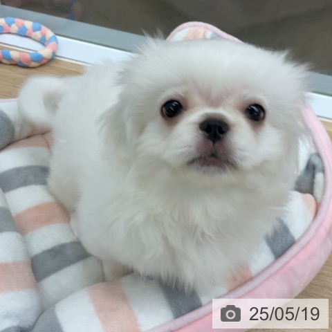 ペキニーズの写真