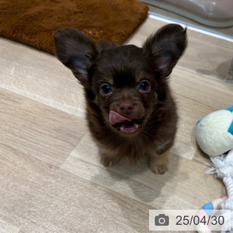 チワワの写真