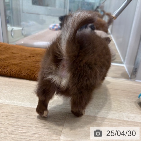 チワワの写真