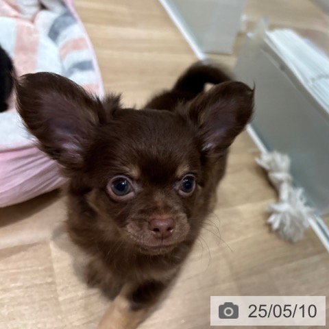 チワワの写真