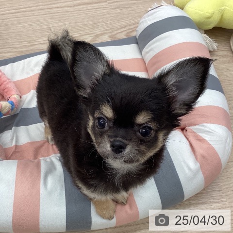 チワワの写真