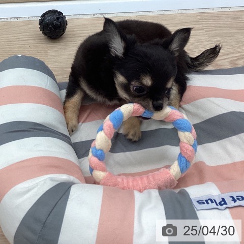 チワワの写真