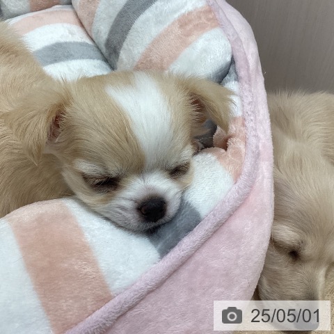 チワワの写真