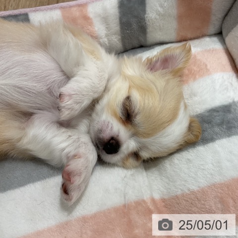 チワワの写真