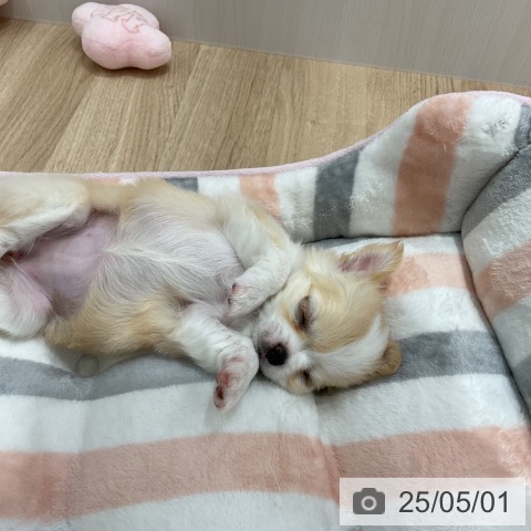 チワワの写真