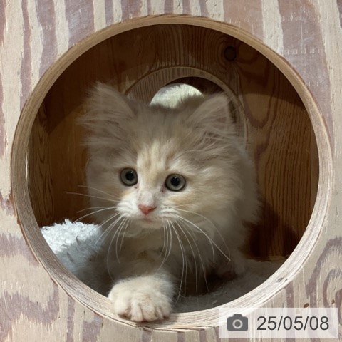 ラガマフィンの写真