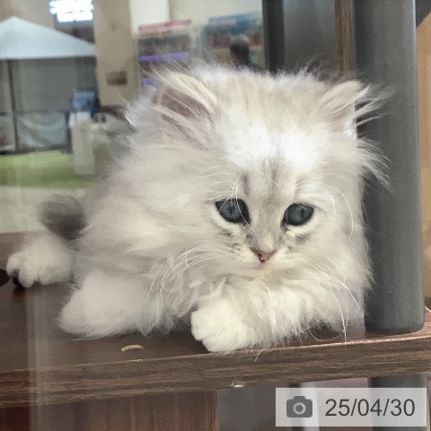 ペルシャの写真
