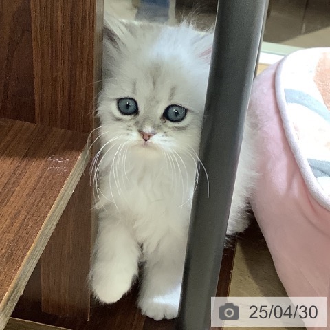 ペルシャの写真